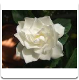 Gardenia